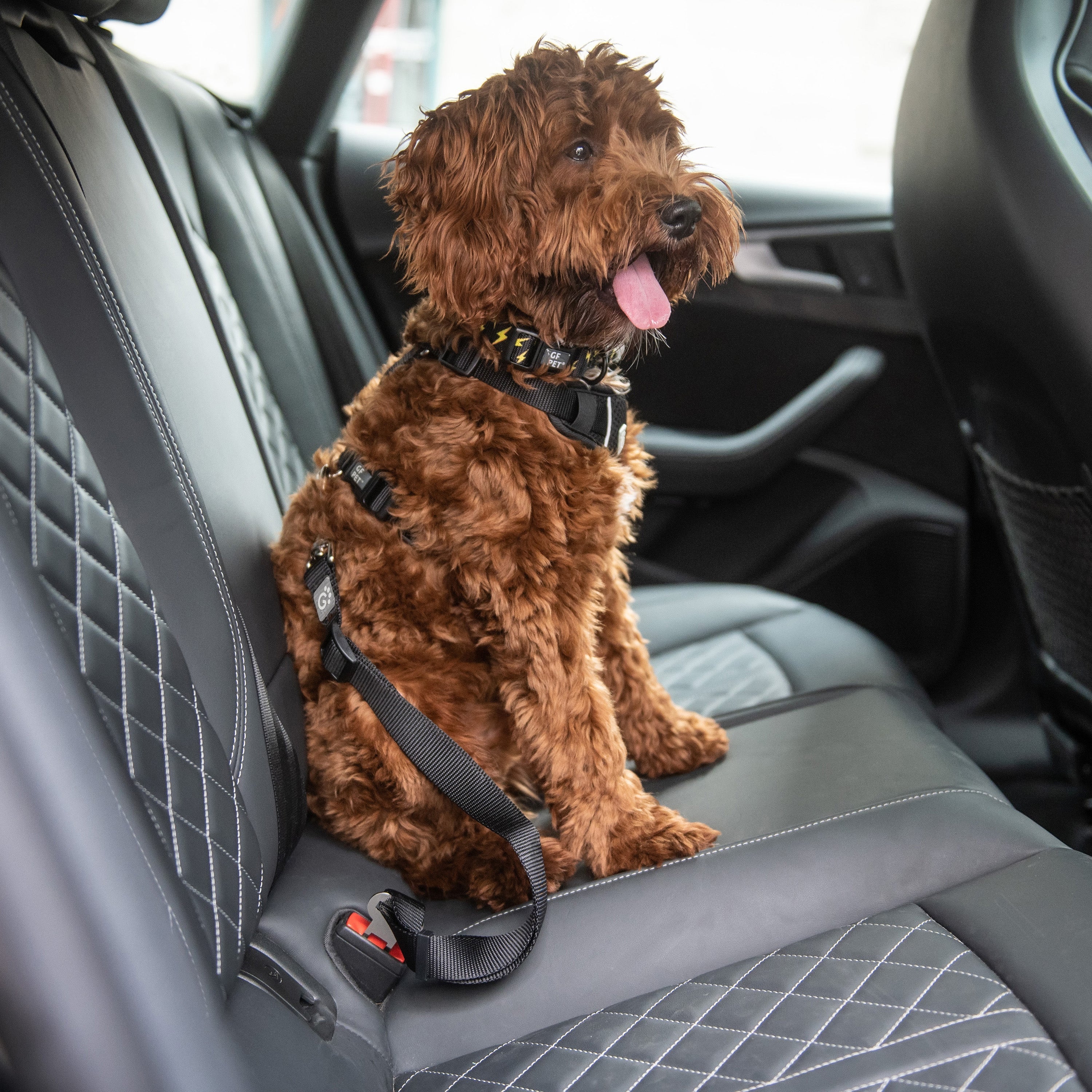 Pet Seat Belt Tether-1